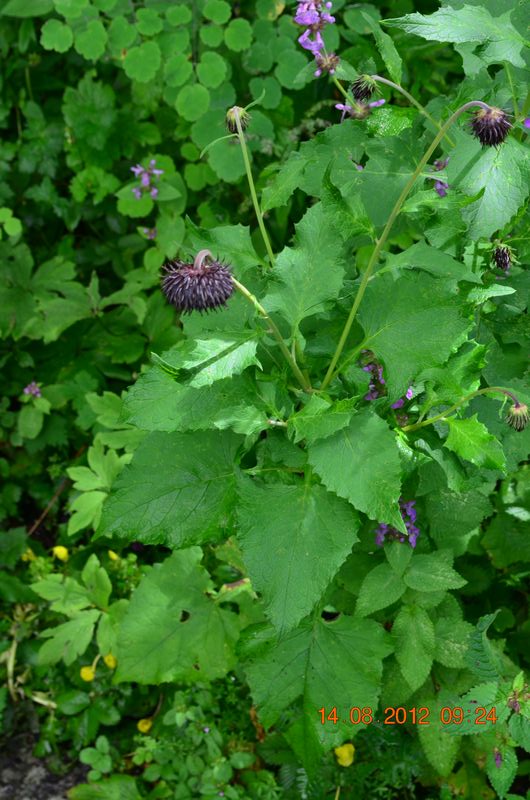 Saussurea – eFlora of India